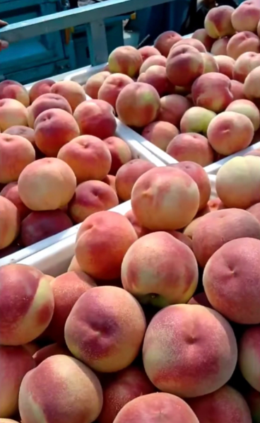https://www.hebeiabiding.com/peach-juice-concentrate-product/